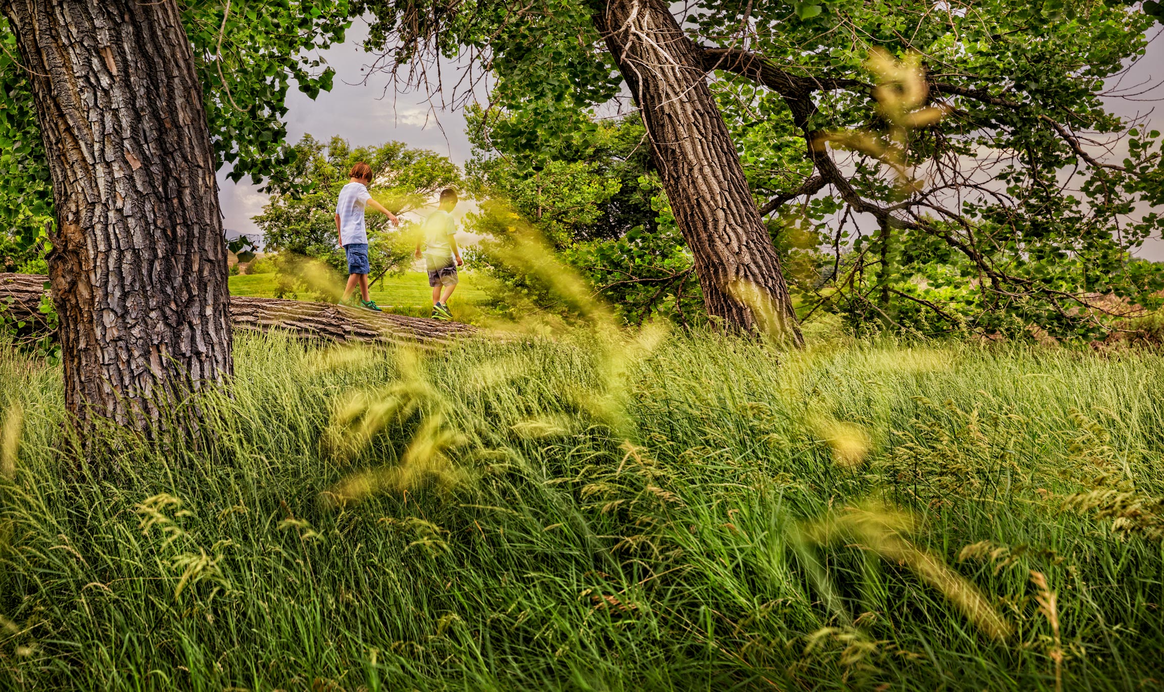 Boys-in-the-Trees-Redo-1