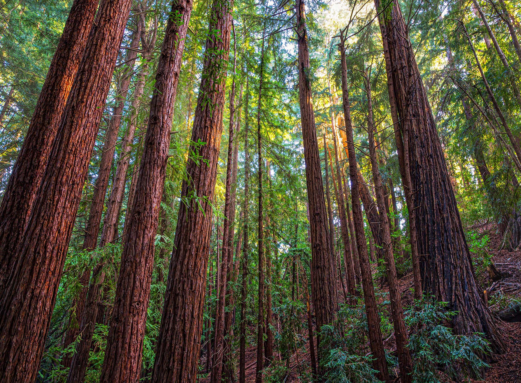 California-Redwoods-1a