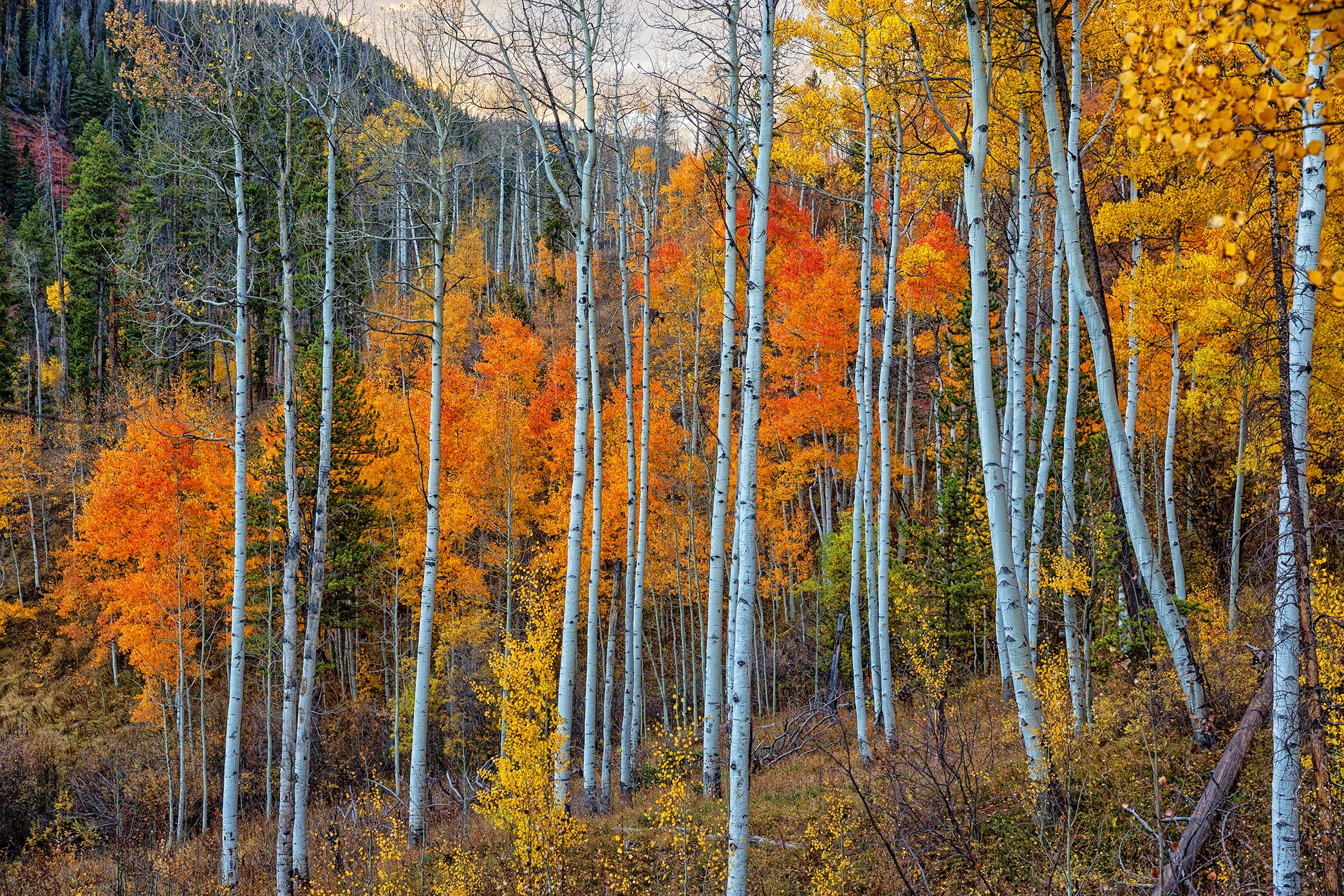 Fall-Aspens-Piney