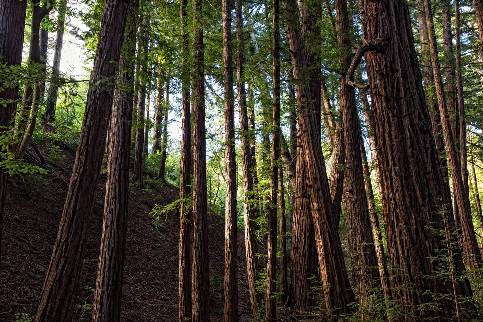 Redwoods-5