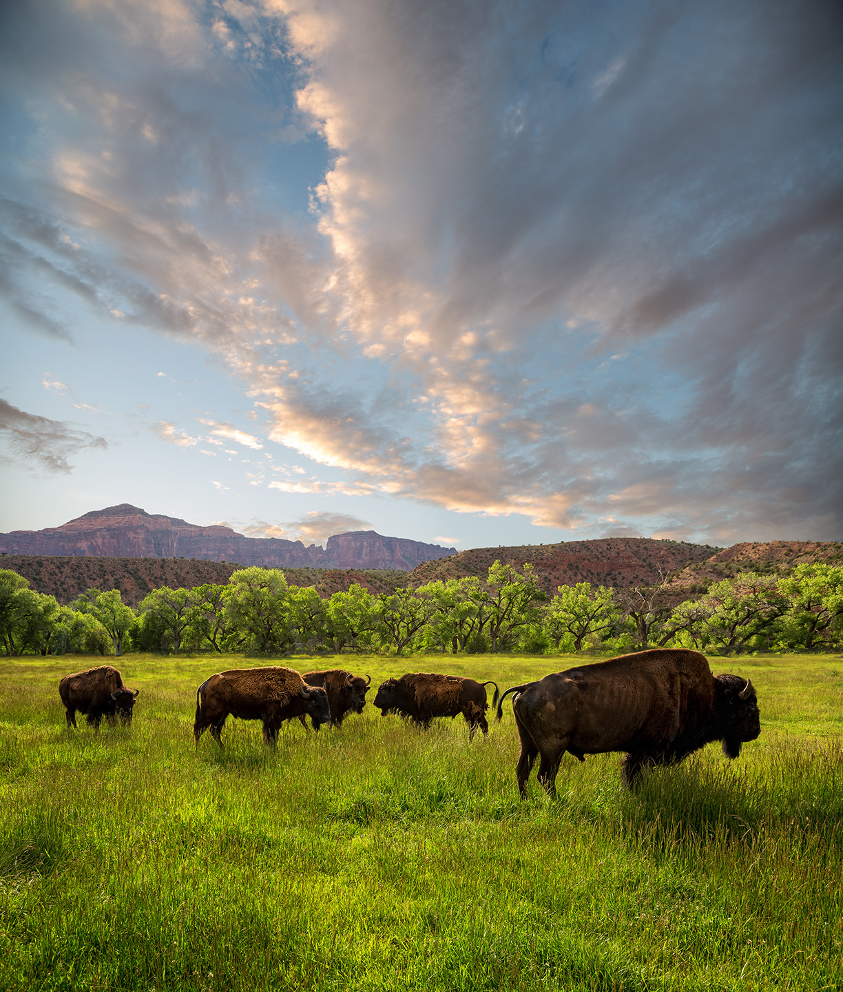 West-Creek-Bison-1-Edit-2